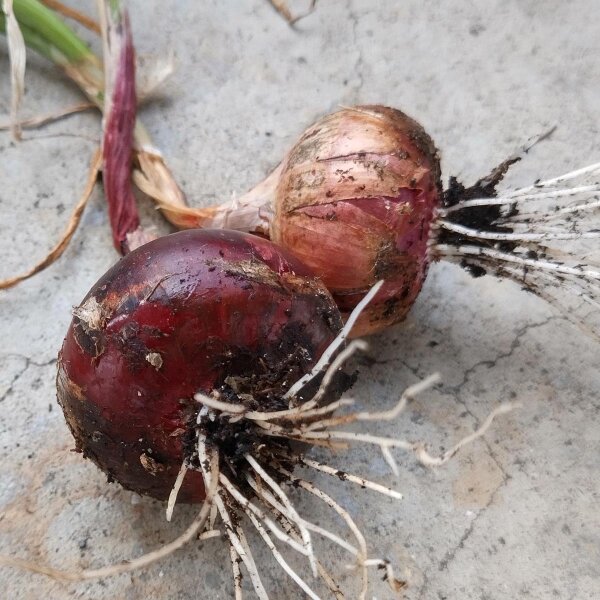 Ui Rote Braunschweiger (Allium cepa) zaden