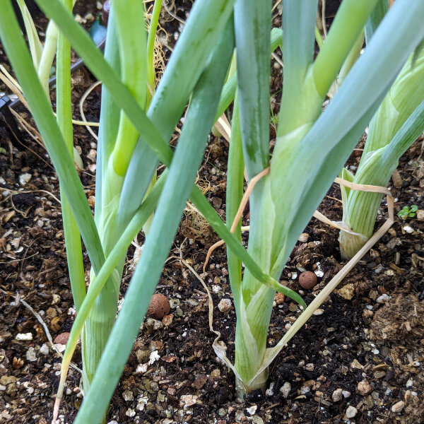 Japanse ui Shimonita (Allium fistulosum) zaden