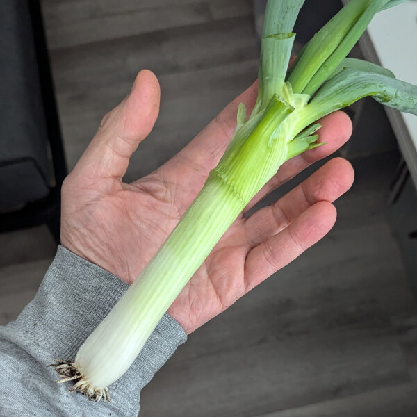 Japanse ui Shimonita (Allium fistulosum) zaden