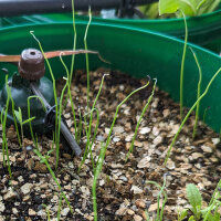 Japanse ui Shimonita (Allium fistulosum) zaden