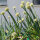 Japanse ui Shimonita (Allium fistulosum) zaden