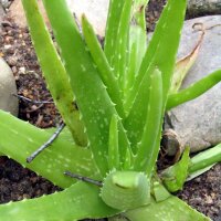 Aloë Vera (Aloe barbadensis) zaden