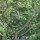 Krentenboompje (Amelanchier ovalis) zaden