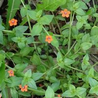 Rood guichelheil (Anagallis arvensis) zaden