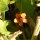 Rood guichelheil (Anagallis arvensis) zaden