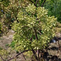 Grote engelwortel (Angelica archangelica) zaden