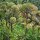 Grote engelwortel (Angelica archangelica) zaden