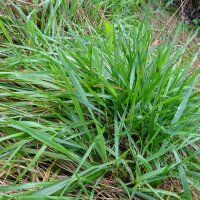 Gewoon reukgras (Anthoxanthum odoratum) zaden