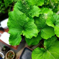 Eetbare klis (Arctium lappa var. sativa) zaden