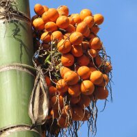 Betelpalm / Betelnoot (Areca catechu) zaden