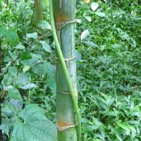 Betelpalm / Betelnoot (Areca catechu) zaden