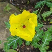 Stekelige papaver (Argemone mexicana) zaden