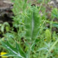 Stekelige papaver (Argemone mexicana) zaden