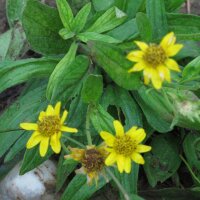 Weide Arnica (Arnica chamissonis ssp. foliosa) zaden