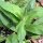 Weide Arnica (Arnica chamissonis ssp. foliosa) zaden