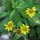 Weide Arnica (Arnica chamissonis ssp. foliosa) zaden