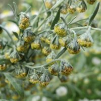 Valkruid (Artemisia absinthium) zaden