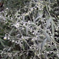 Valkruid (Artemisia absinthium) zaden