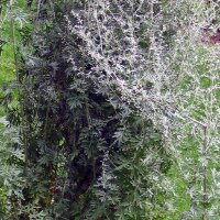 Alsem (Artemisia absinthium) zaden