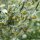 Alsem (Artemisia absinthium) zaden