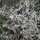 Alsem (Artemisia absinthium) zaden