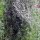 Alsem (Artemisia absinthium) zaden