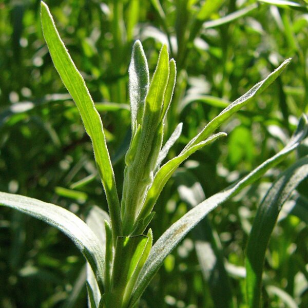 Dragon (Artemisia dracunculus) zaden