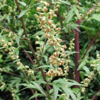 De bijvoet (Artemisia vulgaris) zaden