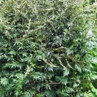 De bijvoet (Artemisia vulgaris) zaden
