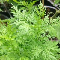 Qing Hao / zomeralsem (Artemisia annua) zaden