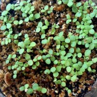 Qing Hao / zomeralsem (Artemisia annua) zaden