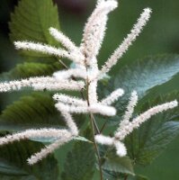 Bosgeitenbaard (Aruncus dioicus syn. A. sylvestris) zaden