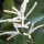 Bosgeitenbaard (Aruncus dioicus syn. A. sylvestris) zaden
