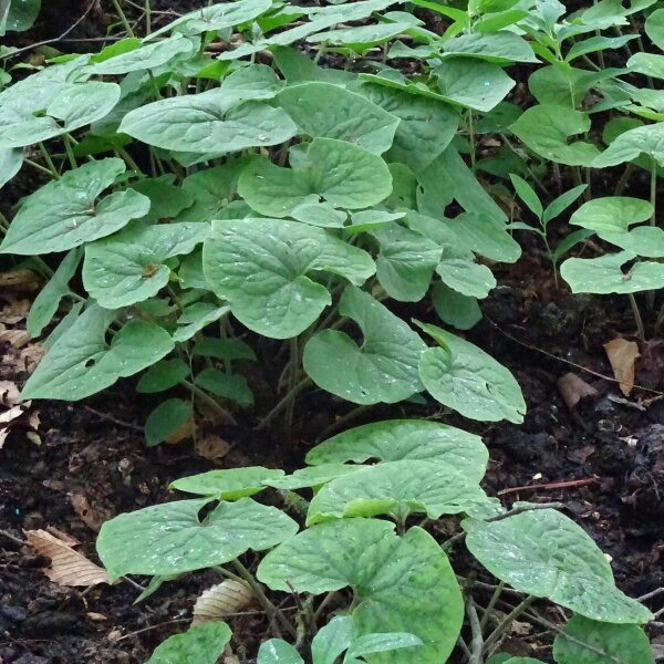 Canadese wilde gember (Asarum canadense) zaden