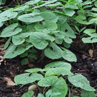 Canadese wilde gember (Asarum canadense) zaden
