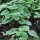 Canadese wilde gember (Asarum canadense) zaden