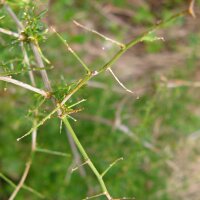 Wilde asperge (Asparagus acutifolius) zaden