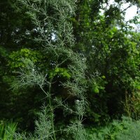 Wilde asperge (Asparagus acutifolius) zaden