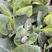 Groene tuinmelde (Atriplex hortensis) zaden