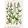 Groene tuinmelde (Atriplex hortensis) zaden