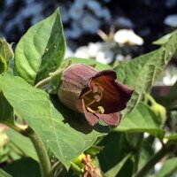 Wolfskers (Atropa belladonna) zaden