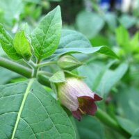 Wolfskers (Atropa belladonna) zaden