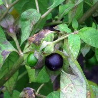 Wolfskers (Atropa belladonna) zaden