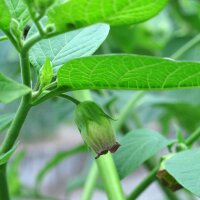 Wolfskers (Atropa belladonna) zaden