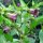 Wolfskers (Atropa belladonna) zaden