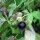 Wolfskers (Atropa belladonna) zaden