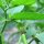 Wolfskers (Atropa belladonna) zaden