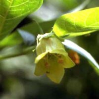 Gele wolfskers (Atropa belladonna var. lutea) zaden