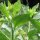 Gele wolfskers (Atropa belladonna var. lutea) zaden