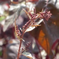 Rode tuinmelde (Atriplex hortensis) zaden